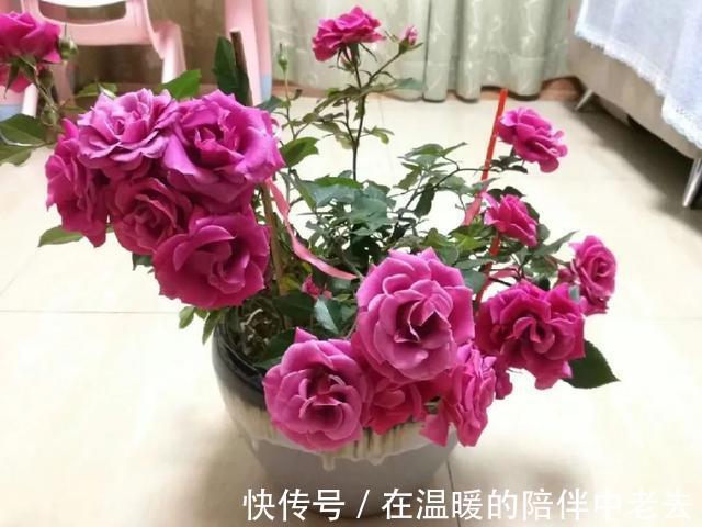 养花技巧公认难养的3种花，高手用经验告诉你，怎样快速开花