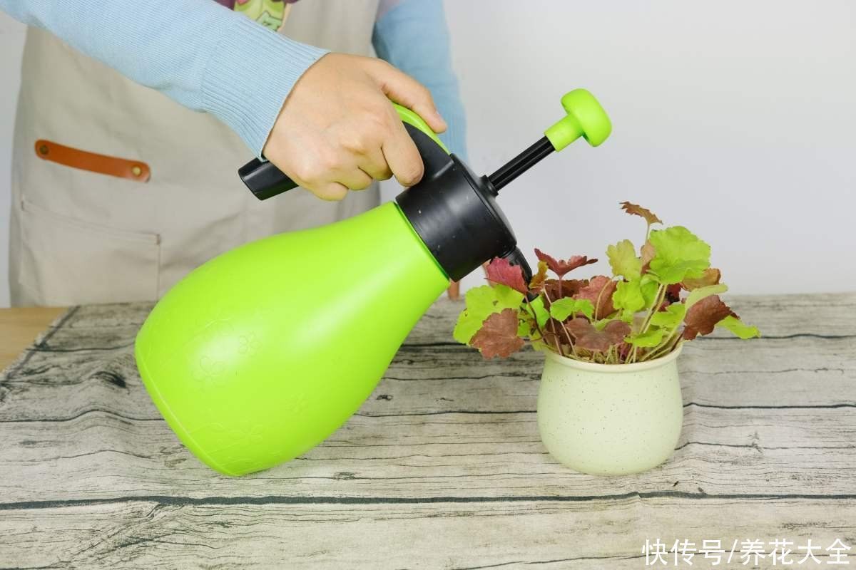 零下|矾根的叶子比花还美，好看又抗冻，零下十几度照样色彩斑斓