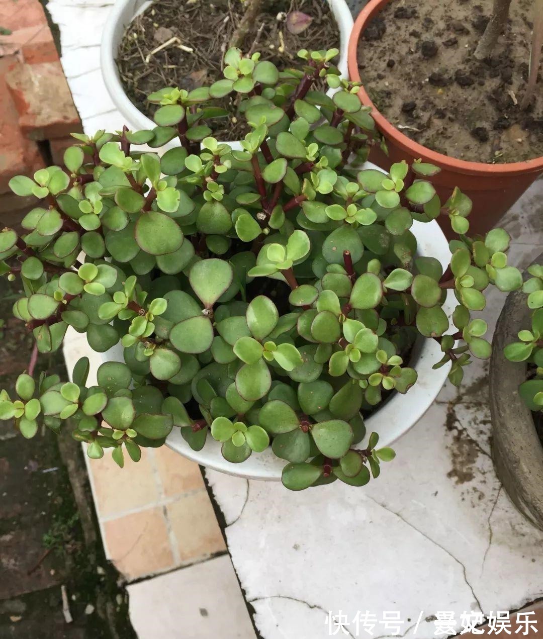 3种招财树,想养别花钱,掐个枝就生根,能得一大盆!