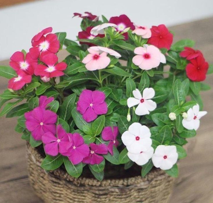  四溢|颜值超高的花卉，高温晒不死，越晒开花越旺，花香四溢！