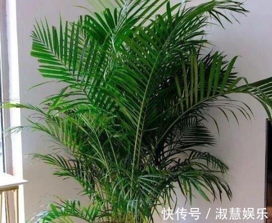 叶片|夏天家里养此款花，人养花，花也养人，空气清香去异味，漂亮好养