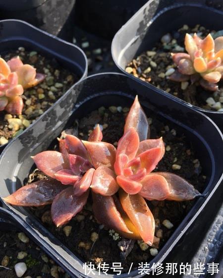 推荐5款多肉植物,养一盆甜蜜蜜,颜值高好养护,值得拥有!