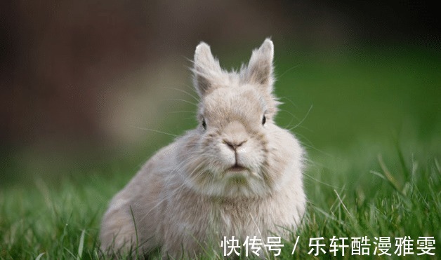 生肖兔|属兔人生在哪个季节，2022年乘风破浪，锦鲤翻身，青云直上