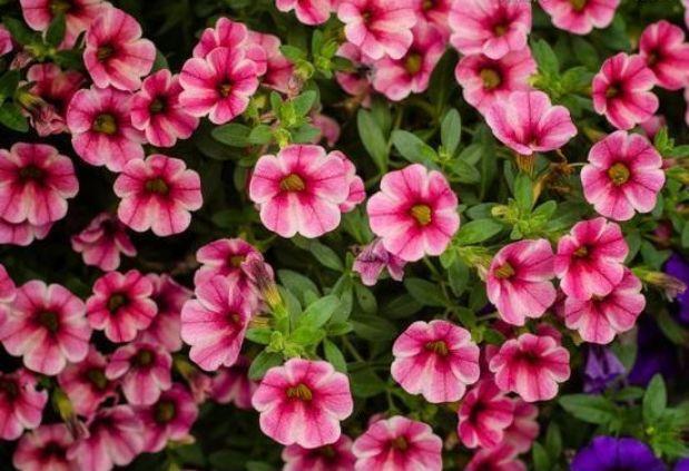 懒人最适合养4种花,几块钱1盆,放阳台,开爆一整年!