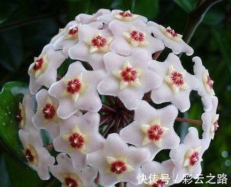 4种花超漂亮,个个美出状态,花开就爆盆,漂亮又好养!