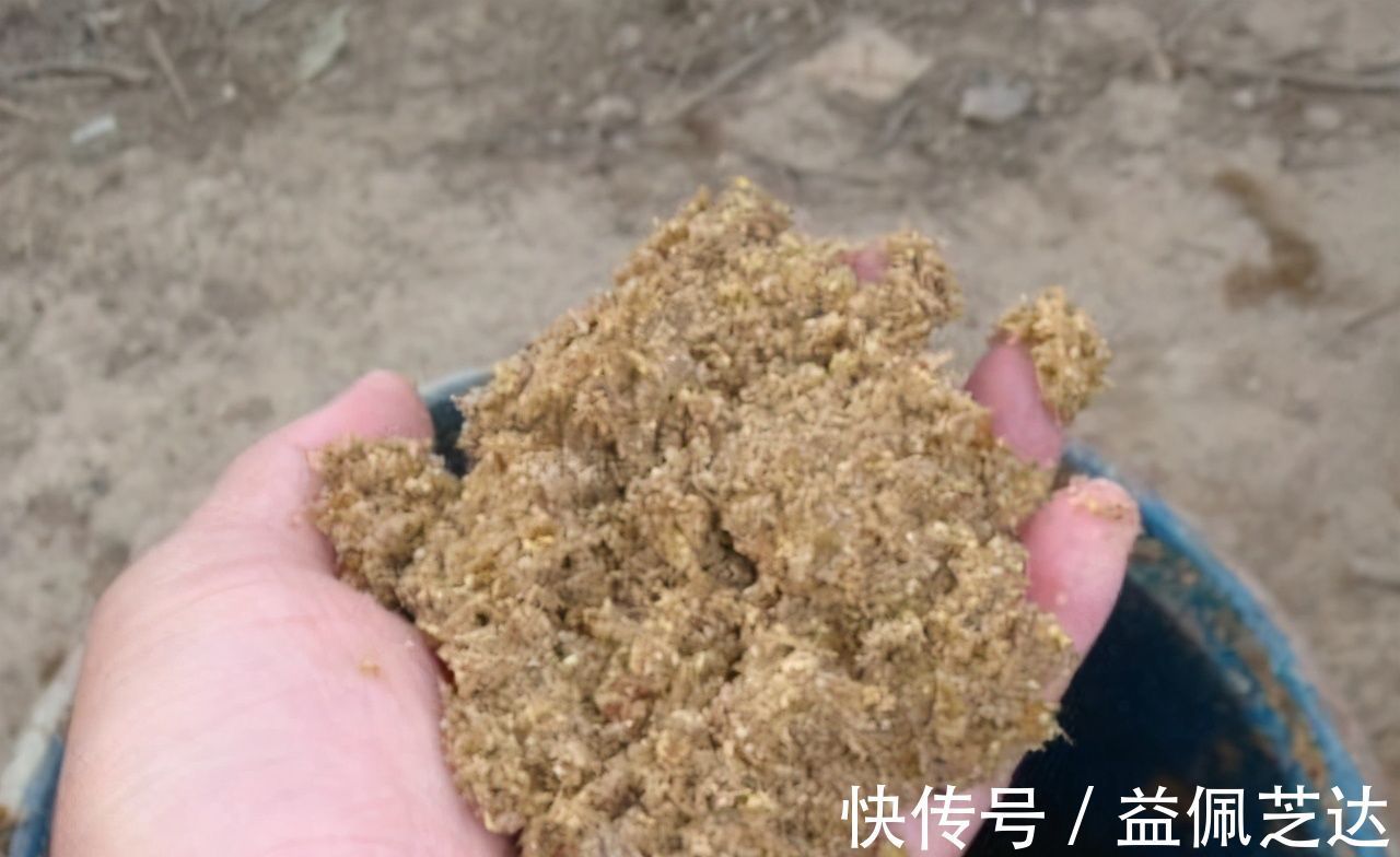 鲫鱼|钓鲢鳙用饵的精髓，怪不得鲢鳙接二连三的上钩