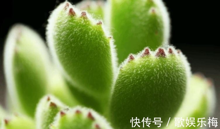 君子兰|容易被水浇死的“14种花”,手太勤反而养不活