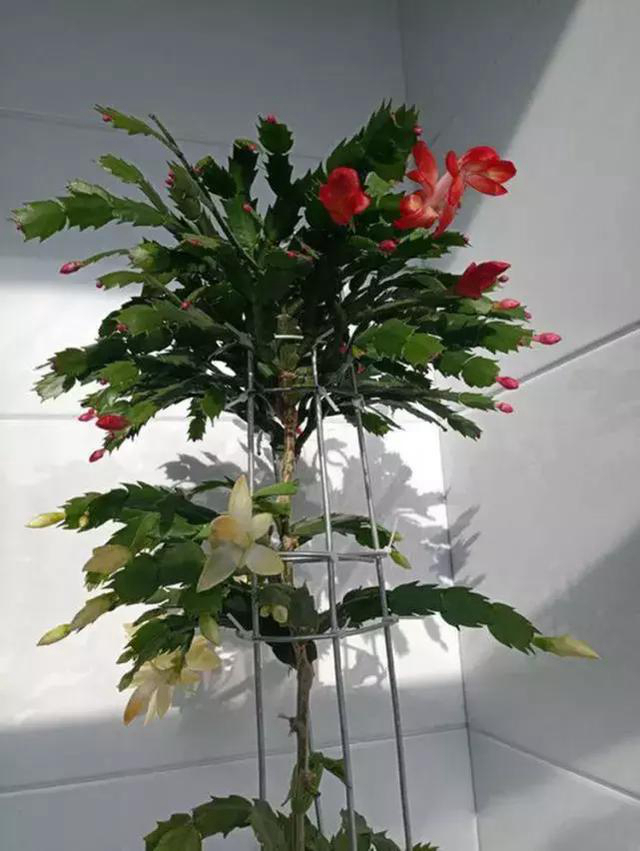 养花高手用这3招,蟹爪兰不烂根,不干瘪,叶硬花艳长成瀑布