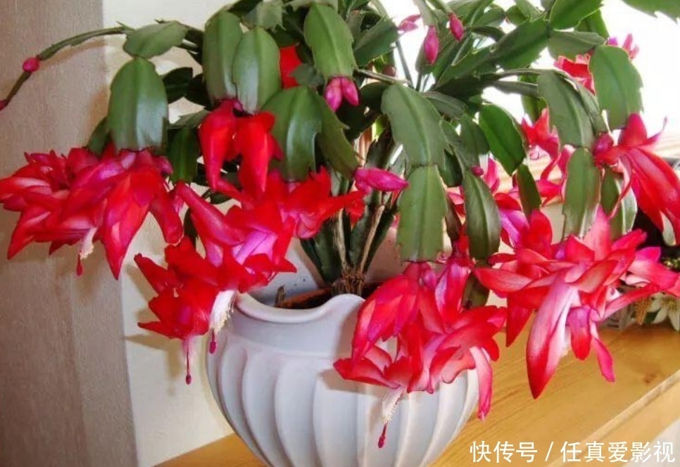 花期|家里有这4种花,春天开完花赶紧修剪,不然影响植株生长