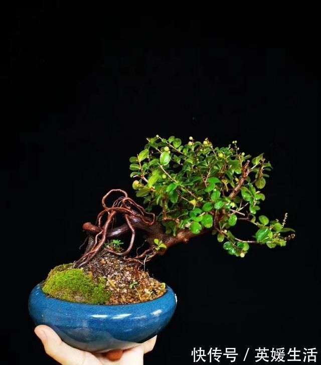 “盆景”如何修剪不同树种,不同时期我们都要做什么