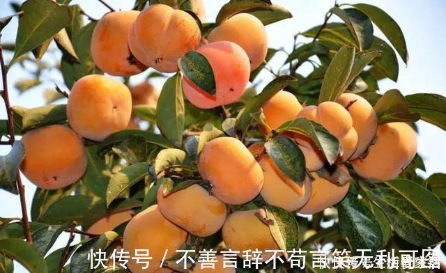 阳台上|还在苦苦养花吗？今年都流行种果树了，开完花就结果，味甜真不错