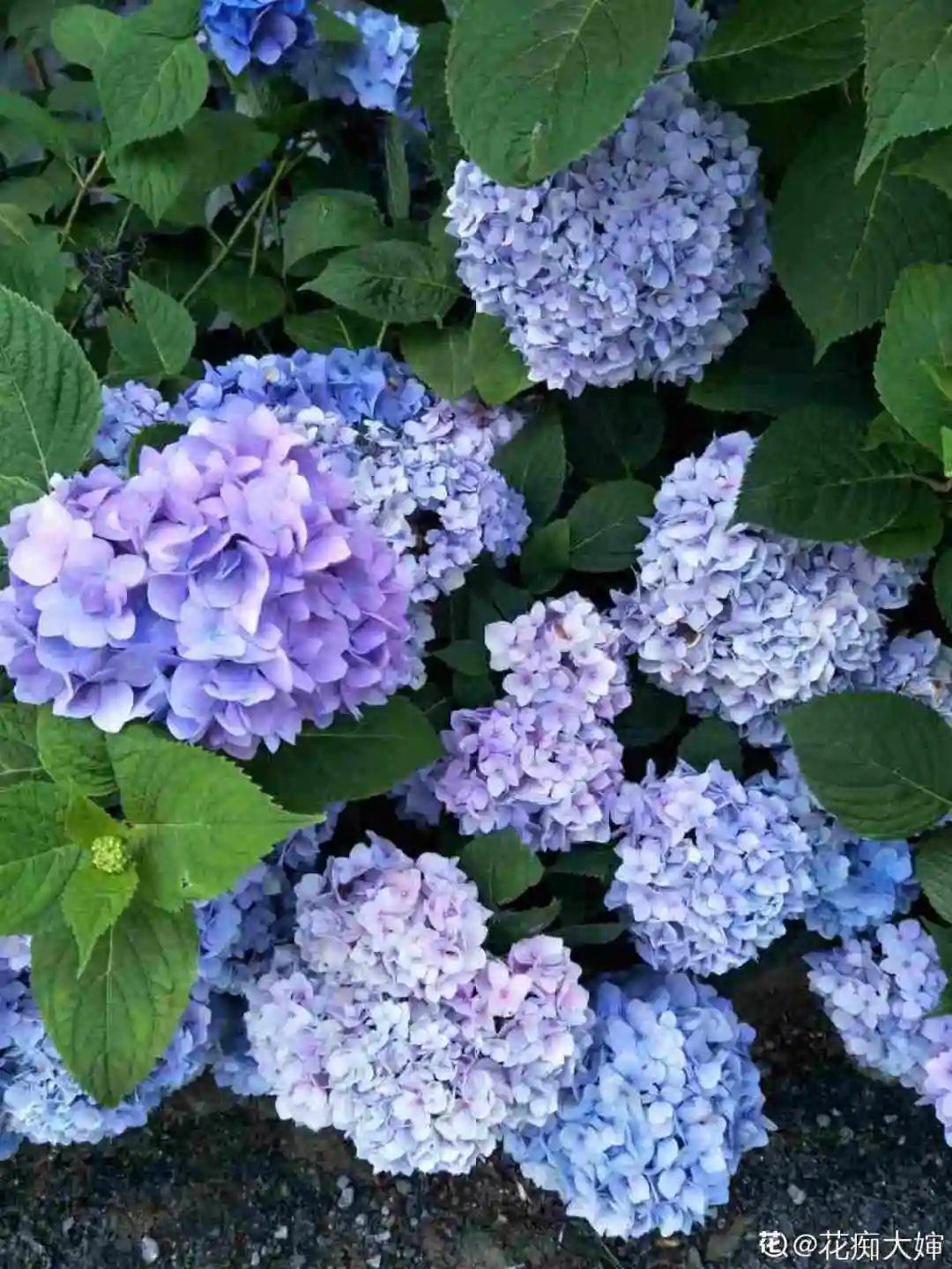 花盆里埋一捆电线,竟然再也不黄叶,花还蹭蹭开爆!
