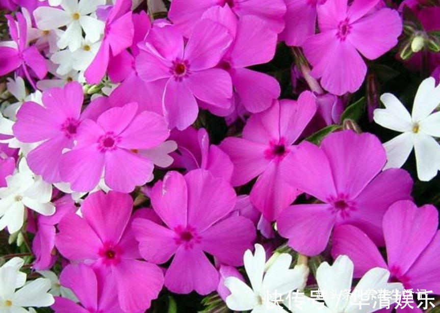 家里养长春花，学会“4个”小方法，生长旺开花多，轻松开爆盆！