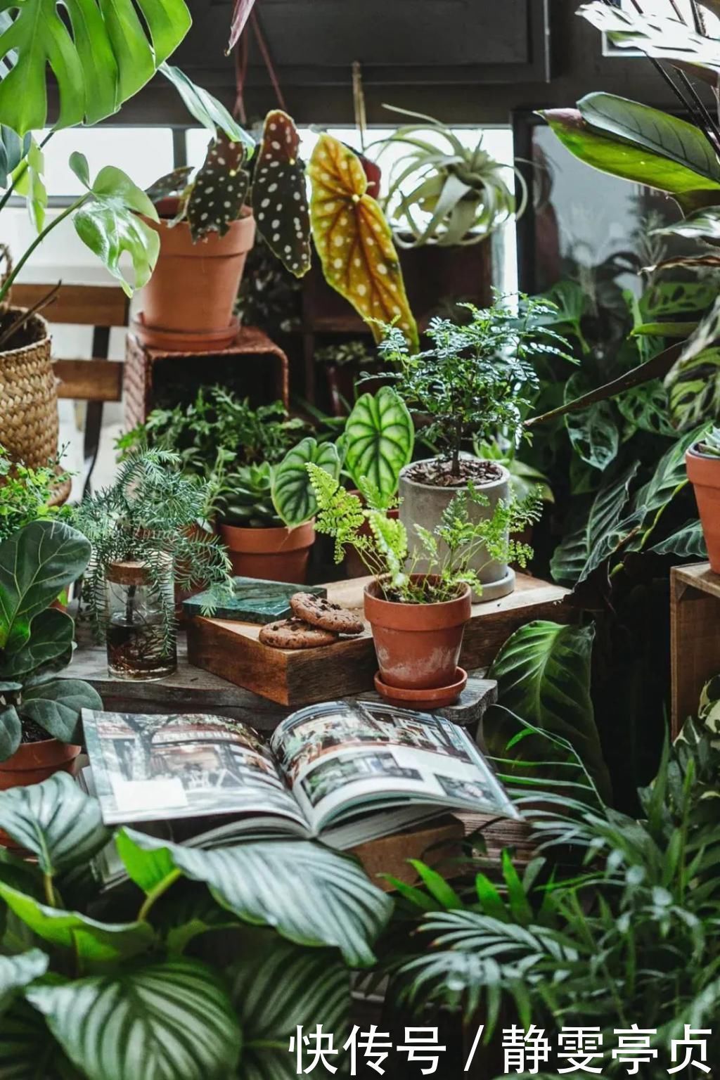 她在屋里种满500盆植物:呆在这样的房子里,生活更有了诗意!