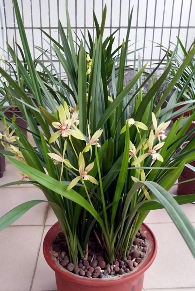 兰花|养兰花要定时换盆,脱盆、修剪、上盆及养护,每步都有注意事项