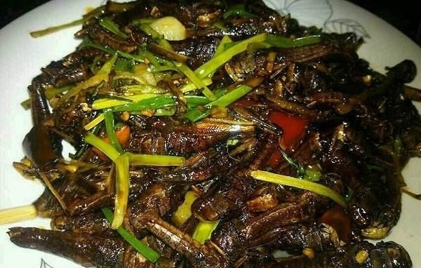 感叹|《唐砖》中蝗灾变蝗粮, 网友感叹蝗虫要涨价了, 为什么古人不吃?