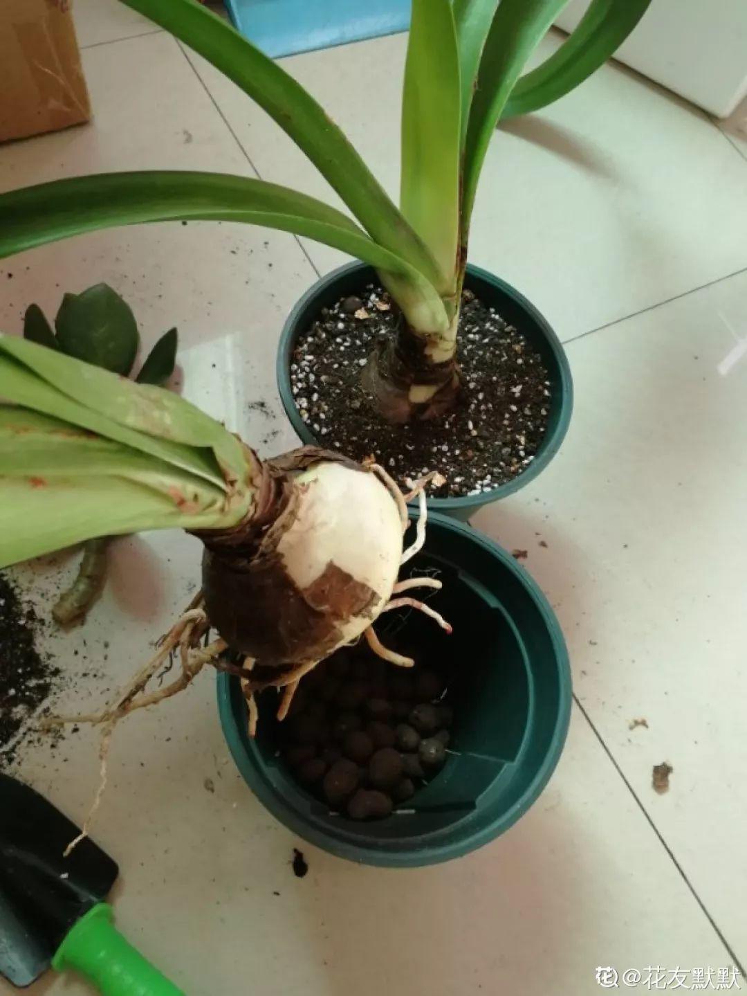 扦插|不用扦插,养花1盆变10盆,把根一掰,成活率翻倍!