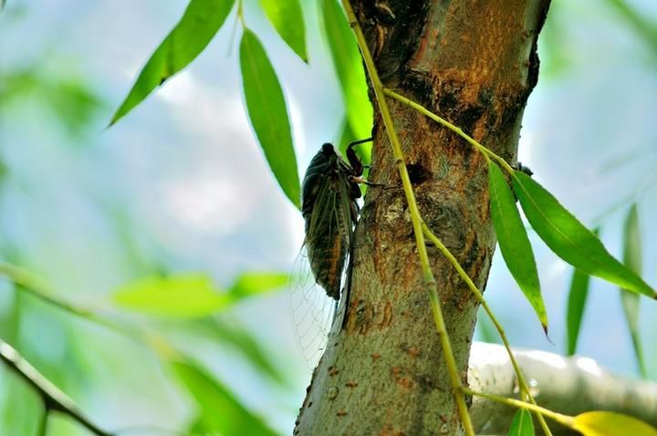 蒲桃酒|莫寒律诗21首:闲得此身无管领,半居梦里半人间