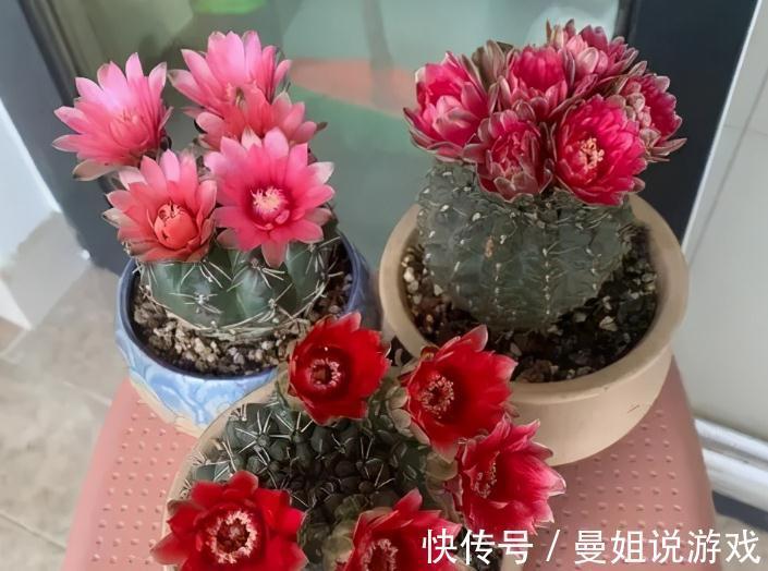 霸气“旱养花”就选这1种，家里养一盆，子子孙孙，越养越多