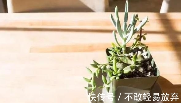 多肉盆栽，天冷不上色怎么办？关小黑屋叶子1个月就变糖果色