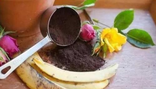 她用一斤香蕉皮把花养爆盆,全年不用施肥,花长得又壮又好开花多