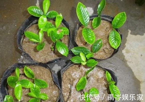 聪明人都会“这样”去扦插，不花一分钱，养满整个阳台，美极了