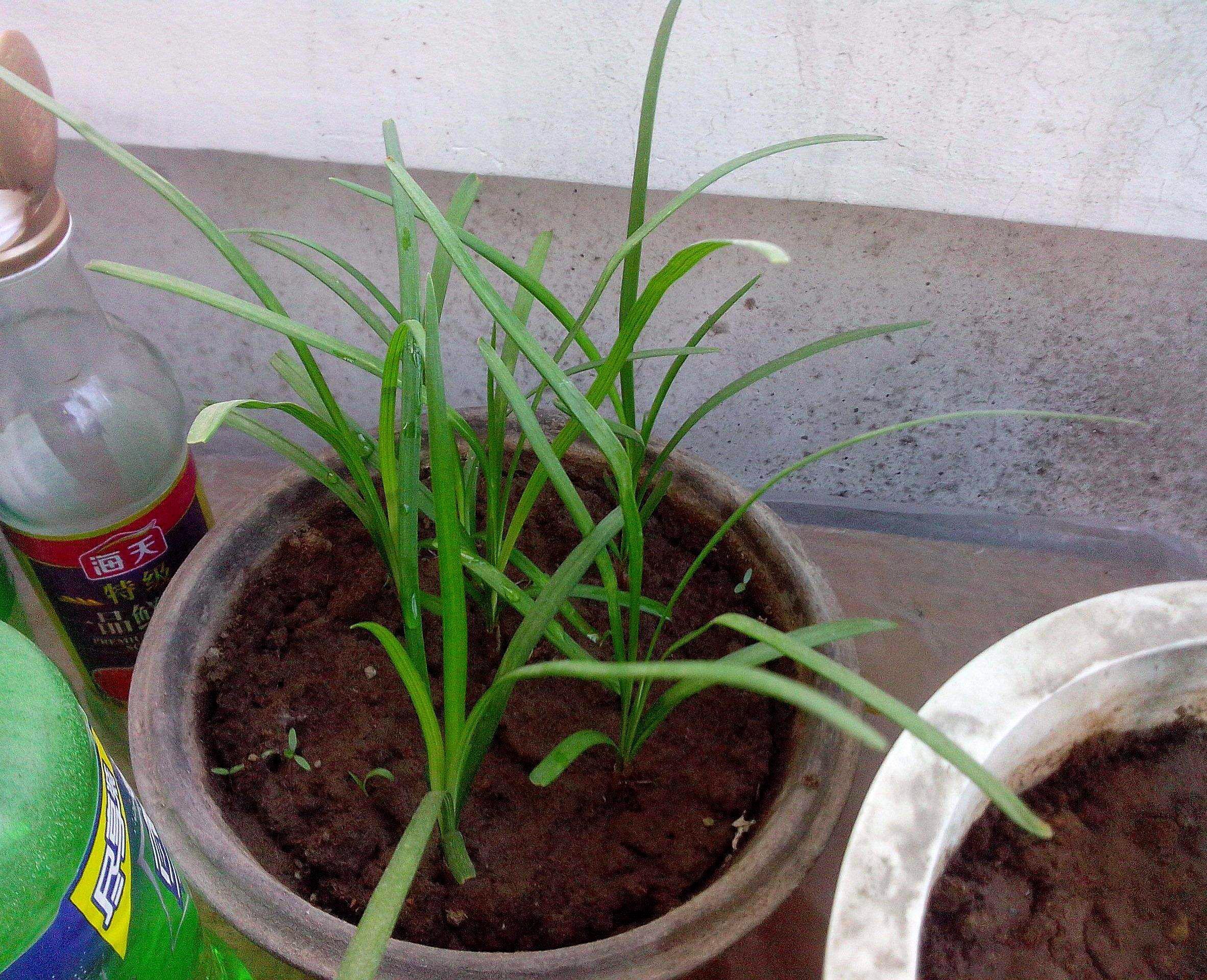 3种花是“阴生花”,不怕没有“光”,家里越“暗”长得好