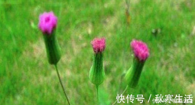 红绿植|乡下路边的这种野菜熬水可以治4种病!但是现在认识的人不多