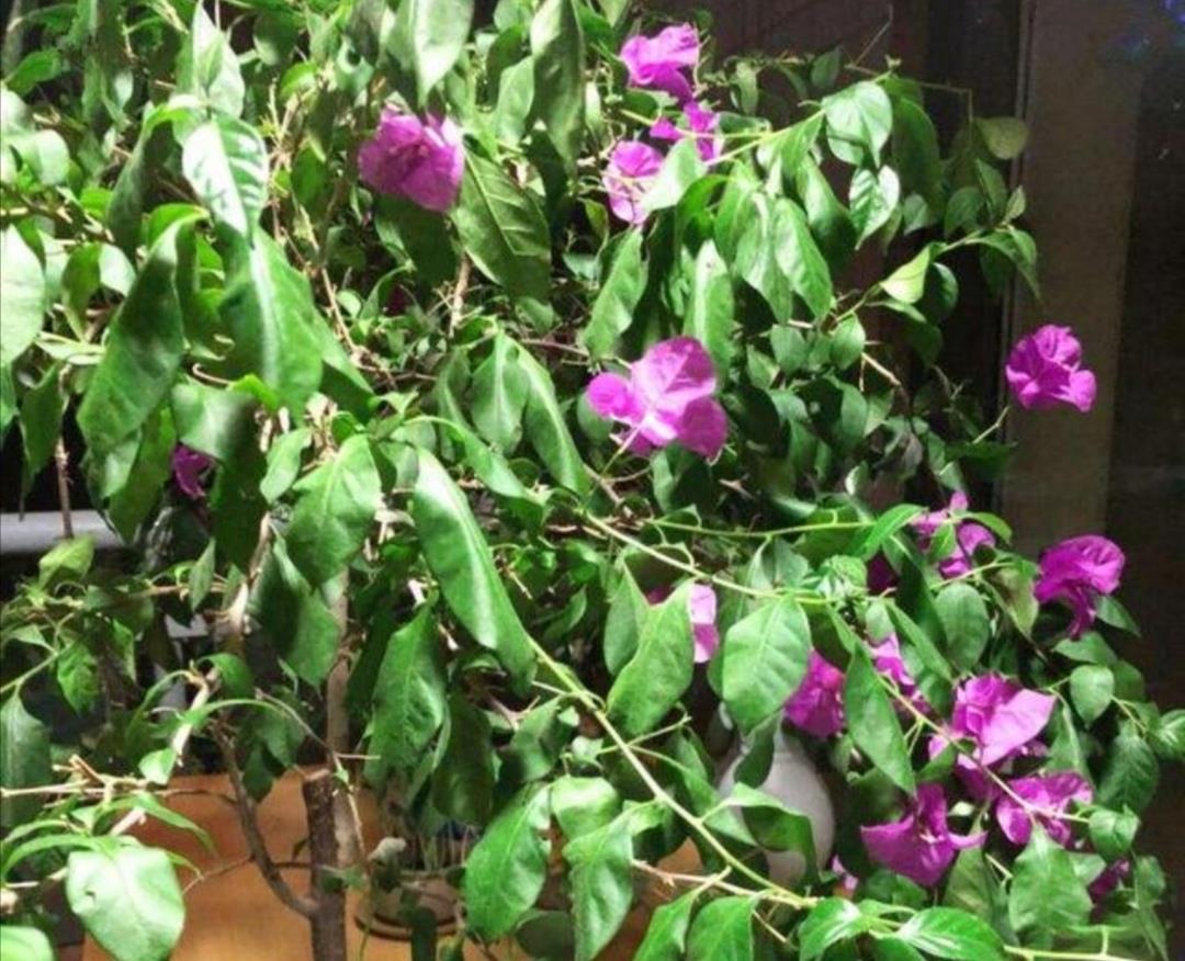 盆栽|夏天花卉被晒蔫,切记不要马上浇水,否则难救活