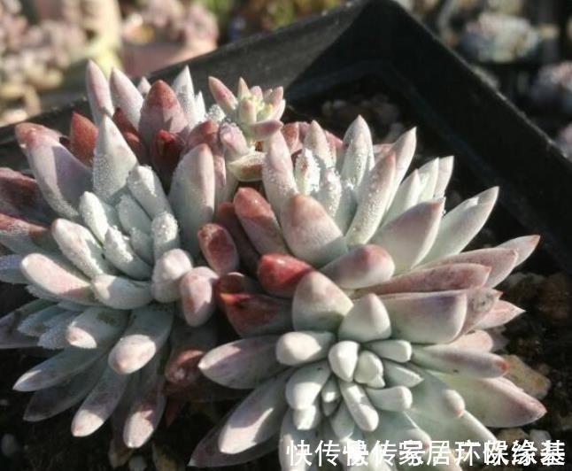 养多肉学会浇水事半功倍,5种水倒掉也别用,不然土壤板结有虫害