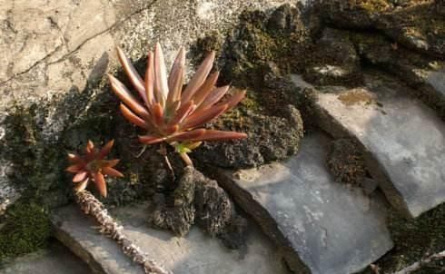 多肉植物|老家屋顶上若有“这种草”，可是“福气”，小心留着，很珍贵