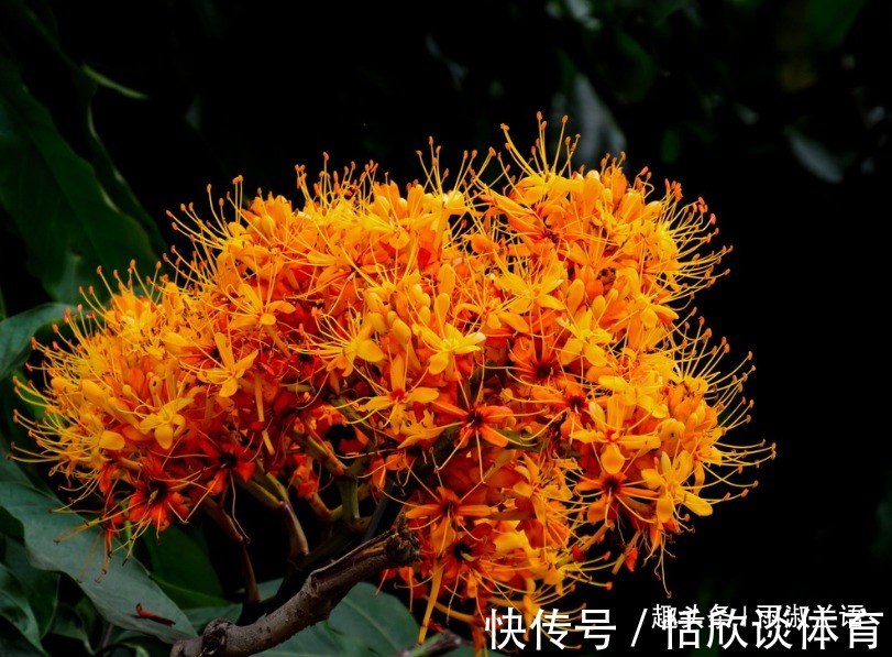 橙黄色|此花仿佛像座金色的宝塔,非常鲜艳醒目,代表着消除生活中的烦恼