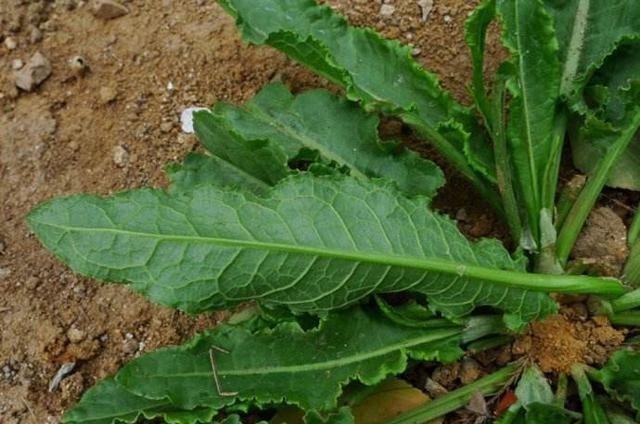 食用|这种“野菠菜”,割完玉米地就出来,营养价值高,很少见