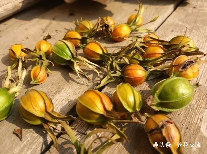栀子花种院子开花特别好，移到盆里就叶黄枯萎，都怪这几点没做好