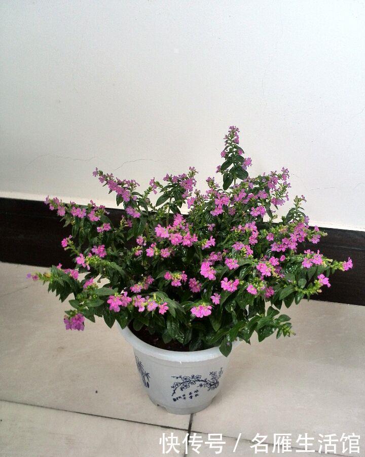 萼距花|新型观赏植物,比绿萝还好养,四季常青,周年开花,是盆栽佳品