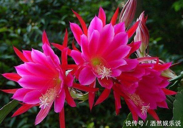 几种花卉养在家里,花大色艳胜玫瑰,喜庆又漂亮