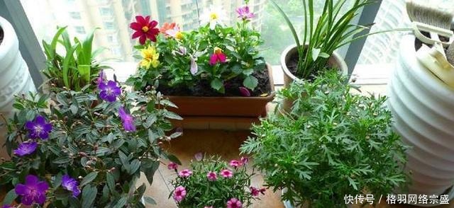 不用|老花匠养花从不用啤酒、淘米水,仅在盆里倒点“它”,养啥爆啥!