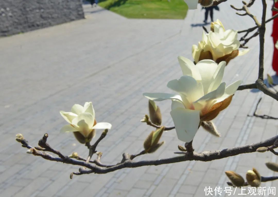 如潮|暖风吹，花香浓！节后首个休息日，世纪公园人气旺