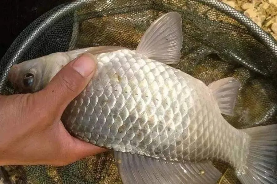 冬天太冷,鱼难钓到怀疑人生,庆幸老司机传授秘诀,上鱼不要太快