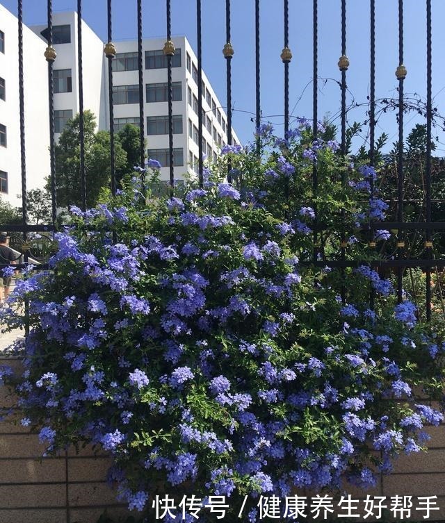 5种花卉,最爱“毒日头”,越晒越开花,千万别放屋里养!