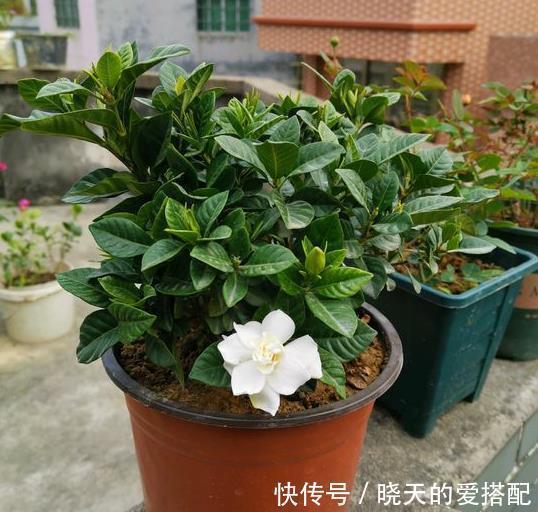 富贵竹|现在逛花市5种花不要买,虽然很漂亮,但是养活难度大,白花钱