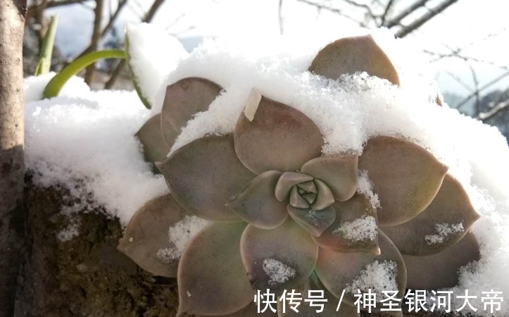 冬天多肉“虚弱期”,4个“难坎”要牢记,舍得冻一冻也许更美丽