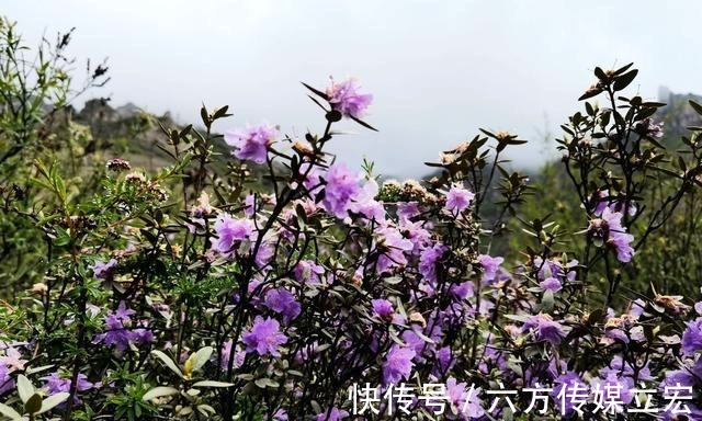 杜鹃花|青海夏季的山坡是这么的美丽，杜鹃花是最好的花