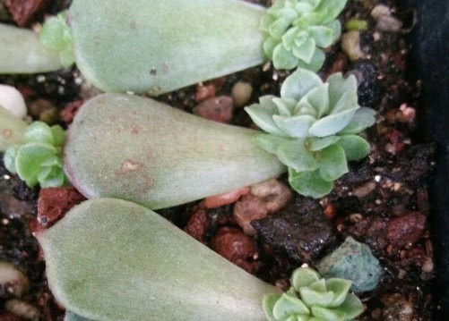 生根|多肉可爱玫瑰如何叶插教你3个小步骤,叶插生根快越长越旺盛