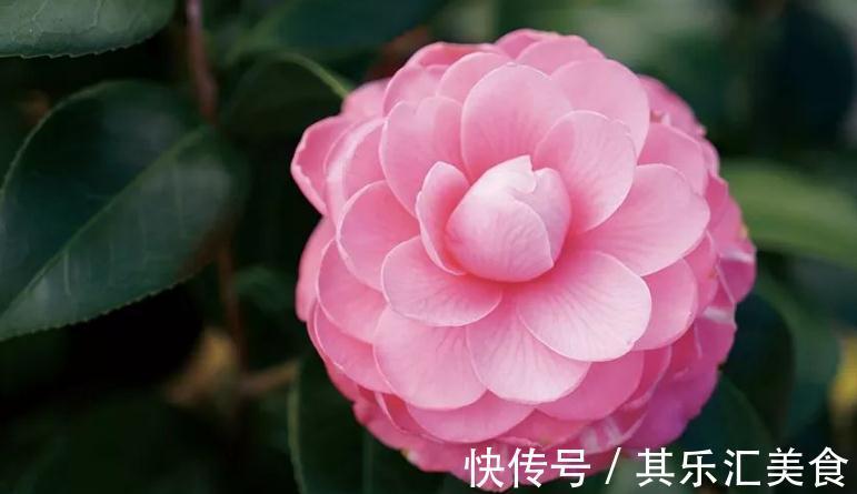 霜降之后就养这几种花,花开艳丽,开花持续到春节,寓意还很好