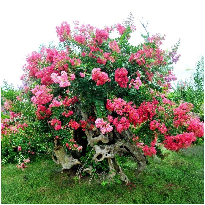 紫薇树|路边的紫薇花,种盆里变老桩盆景,价值太珍贵!