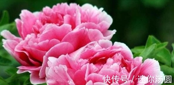 颜色|印尼称世界最大花朵又刷新纪录,此花花朵巨大颜色亮丽却奇臭无比