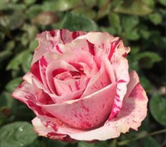 三个品种的月季花,不仅花瓣上有漂亮的花纹,而且养护方法简单