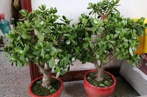 养了20年的玉树，杆子比大腿还粗，满树白花跟下雪了一样