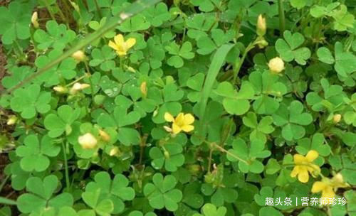 键子|农村常见的2种野草,好吃又好玩,药食两用效果好,不知道可惜了